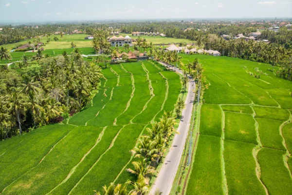 APEDA Launches Massive Basmati Acreage Audit Amidst Geographical Indication Disputes