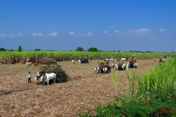 Centre Withdraws Draft Sugarcane Control Order Following Widespread Opposition
