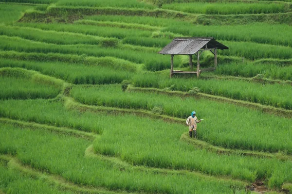 FMC Corporation Divests India Crop Protection Business to Crystal Crop for $252 Million