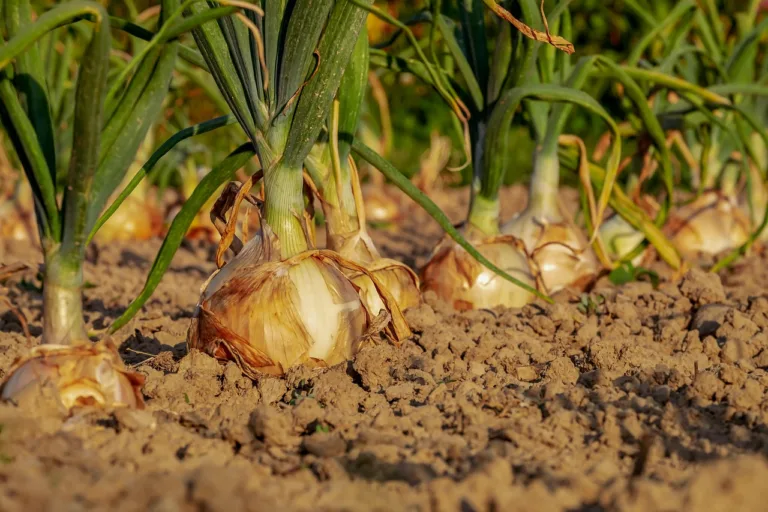 FMC Corporation Divests India Crop Protection Business to Crystal Crop for $252 Million