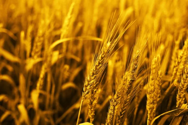 Fertiliser Crunch: How the Middle East Crisis is Reshaping India's Agricultural Outlook