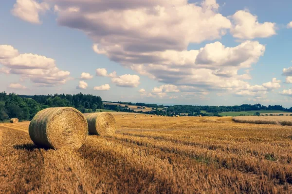 India Achieves Record-Breaking Foodgrain Production of 376.56 Million Tonnes