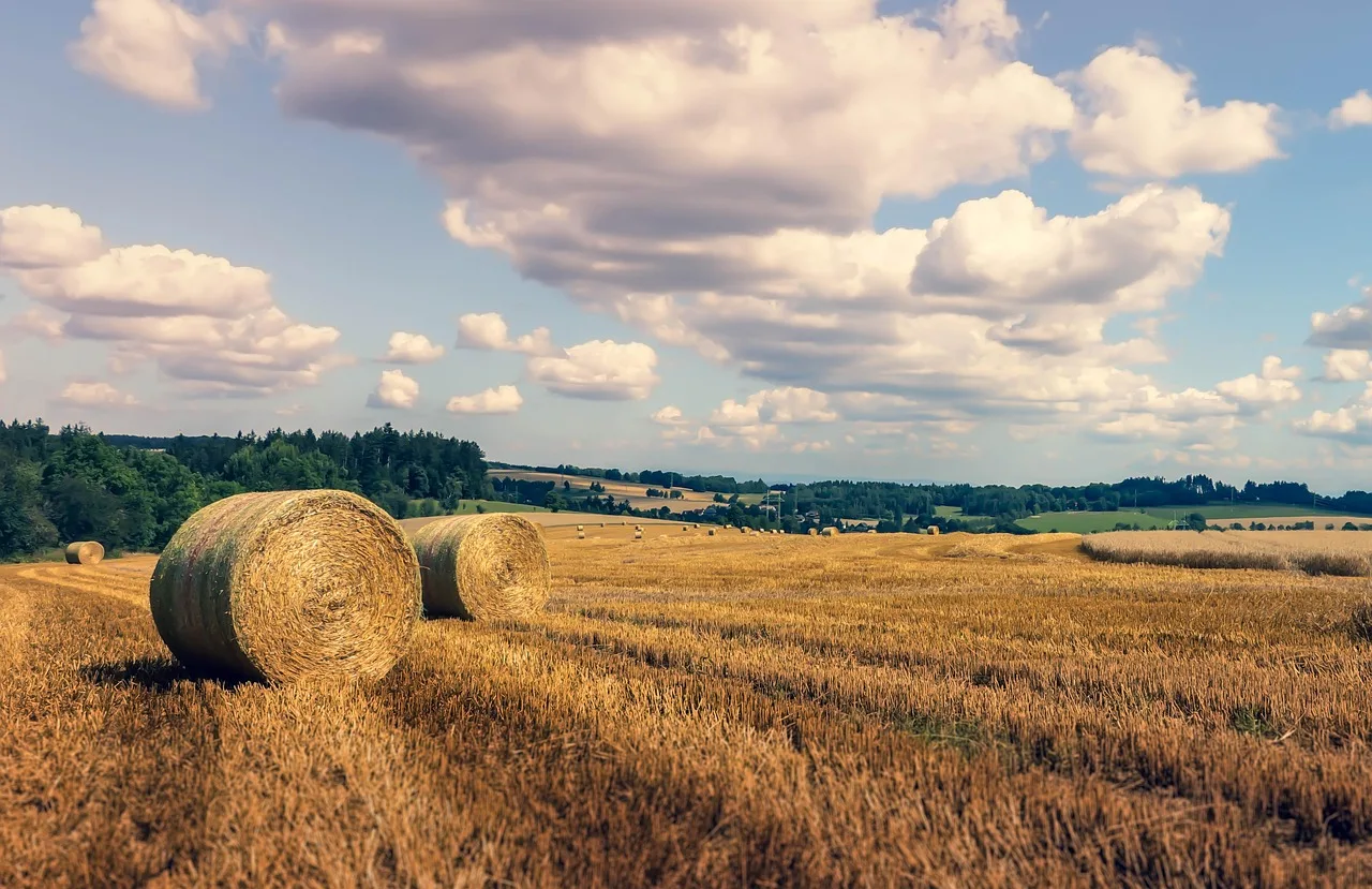 India Achieves Record-Breaking Foodgrain Production of 376.56 Million Tonnes
