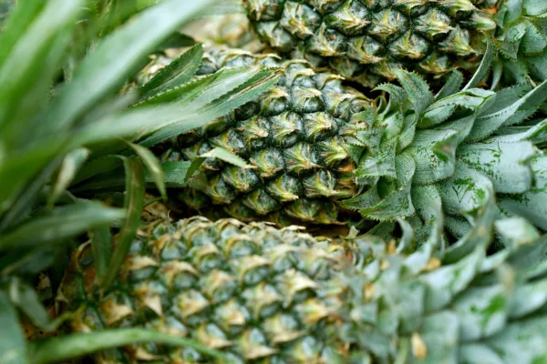 India Expands Horticultural Footprint with First Commercial MD 2 Pineapple Export to UAE