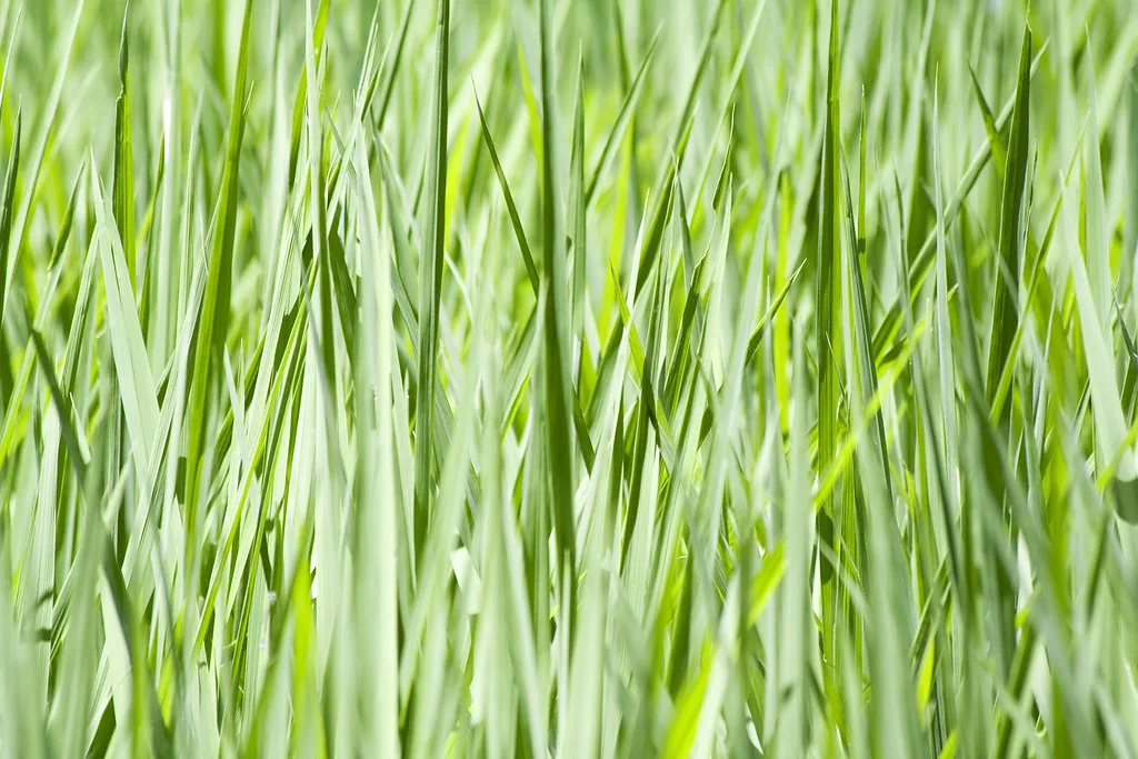 India Extends Sugar Export Ban Through September 2026 to Secure Domestic Supply