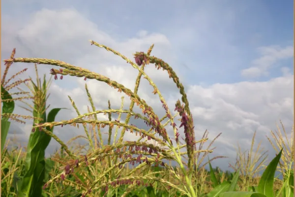India Issues Strategic Fertilizer Tender to Secure Supplies Ahead of Monsoon Sowing