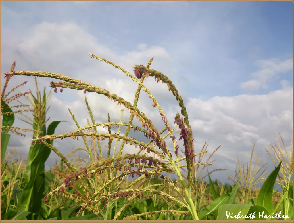 India Issues Strategic Fertilizer Tender to Secure Supplies Ahead of Monsoon Sowing