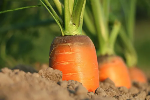 India Unveils SEHAT Mission: Integrating Traditional Farming for Holistic Health