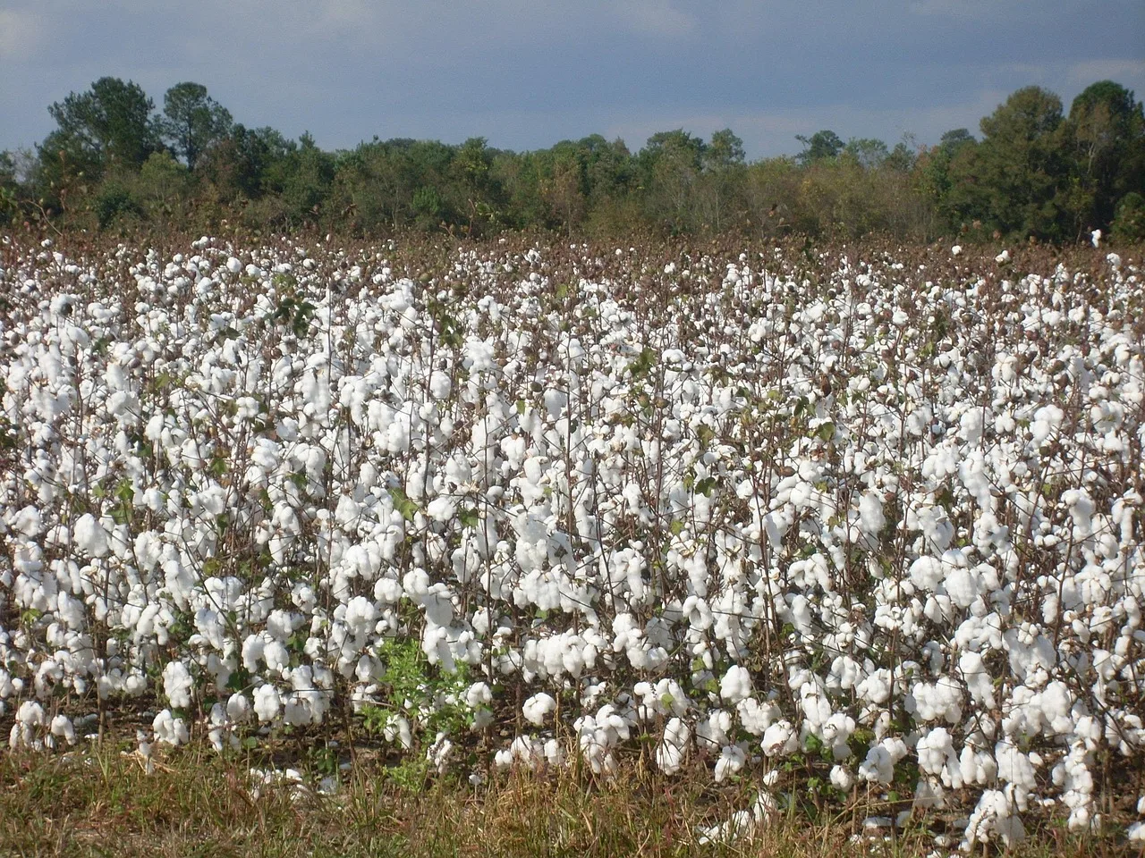 Indian Cotton Prices Surge Amid Market Shifts