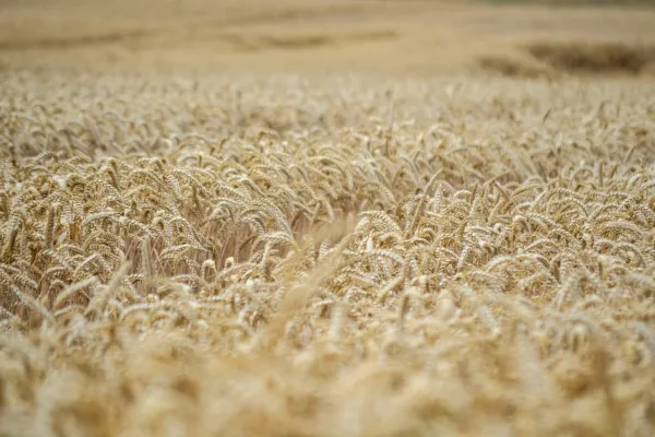 Indian Wheat Procurement Gains Momentum as Madhya Pradesh Leads National Inflow