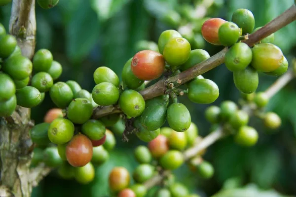 India's Coffee Production Faces 4% Decline Amid Shifting Weather Patterns
