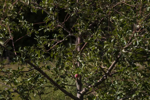 India's Tea Production Stumbles in March Amidst Regional Output Disparities