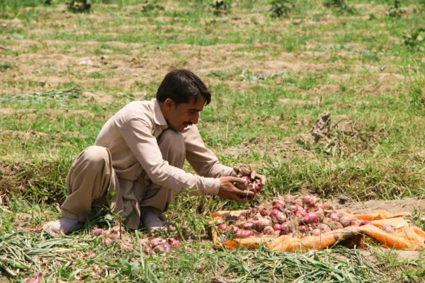 Market Collapse: Maharashtra's Onion Farmers Face Economic Ruin