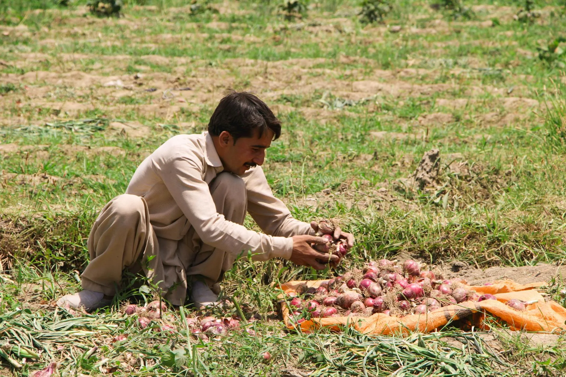 Market Collapse: Maharashtra's Onion Farmers Face Economic Ruin