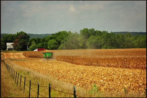Mexico Threatens US Corn Imports in Trade Retaliation Strategy