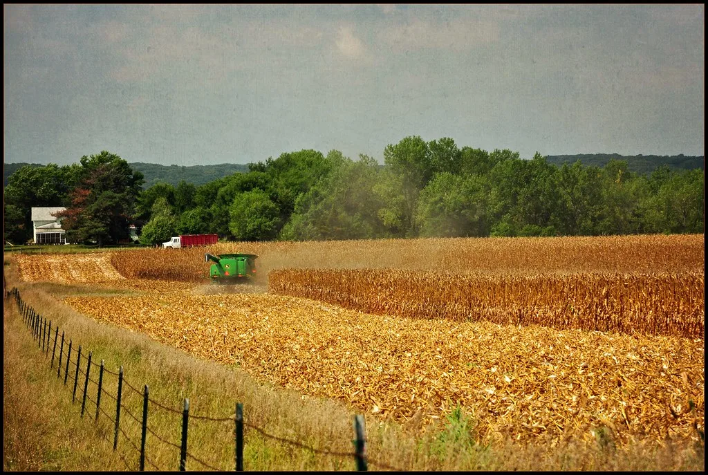 Mexico Threatens US Corn Imports in Trade Retaliation Strategy