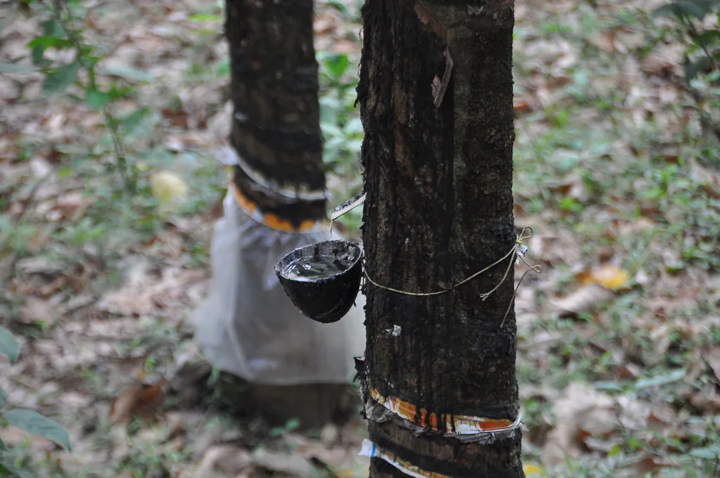 Natural Rubber Production Records 3.4% Growth in FY26