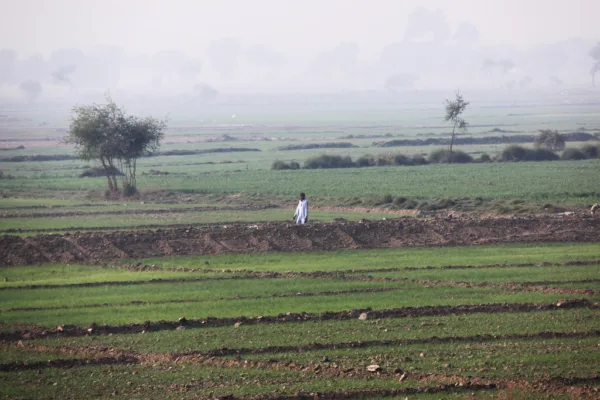 Punjab Demands Denotification of Hybrid Rice Varieties Amid Yield Concerns