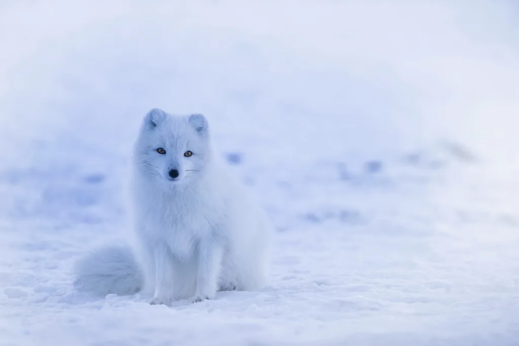 Russian LNG 'Dark Fleet' Expansion Targets Sanctioned Arctic Gas