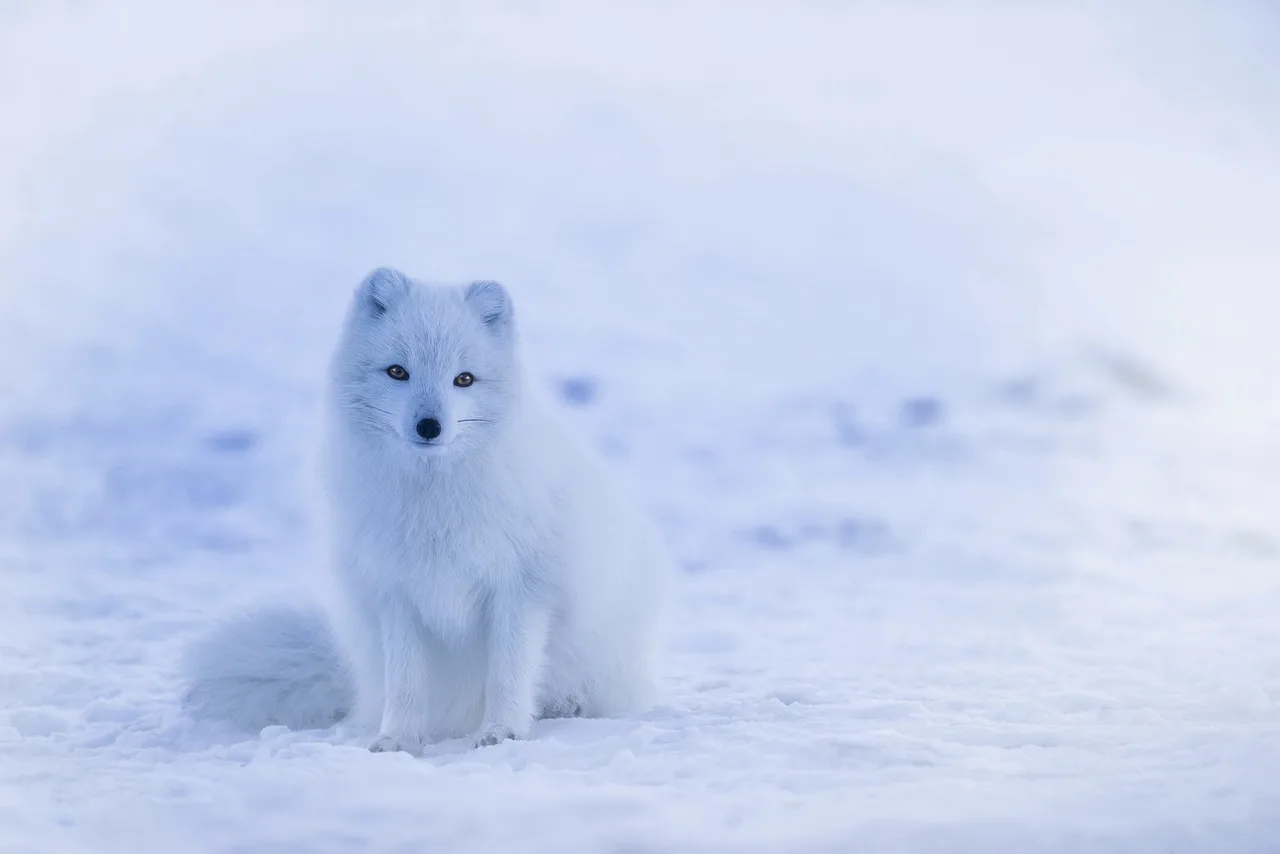 Russian LNG 'Dark Fleet' Expansion Targets Sanctioned Arctic Gas