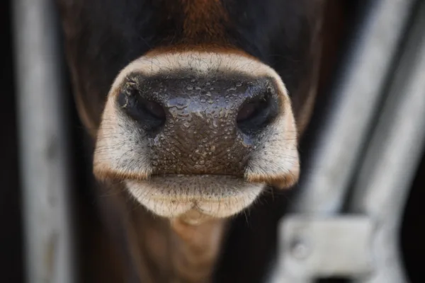 Texas Joins Federal Antitrust Inquiry into Meatpacking Industry