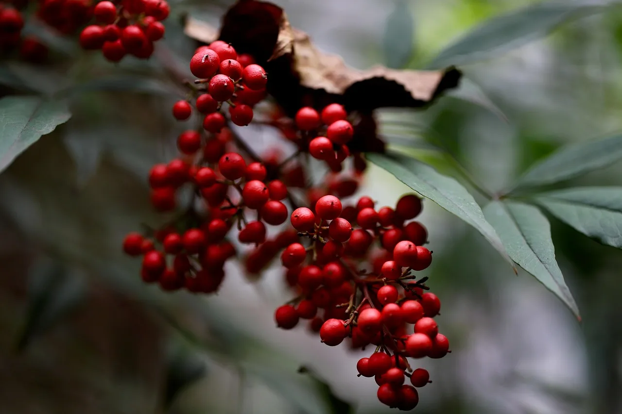 The Bamboo Revolution: Universal Biopack Targets Plastic Waste in Global Supply Chains