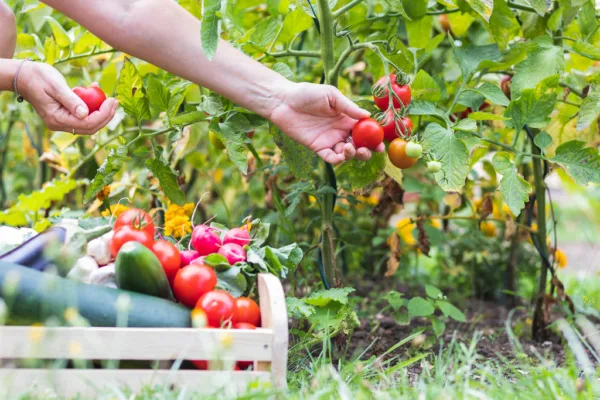 The Tomato Price Surge: A Complex Crisis in the Produce Aisle