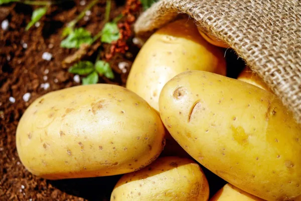 West Bengal Potato Stockpiles Surge 14% Amid Record Harvests