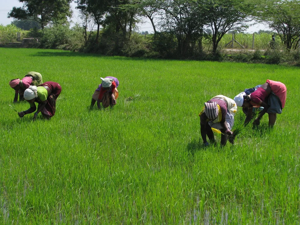 West Bengal Rice Industry Urges Policy Overhaul to Boost Export Capacity