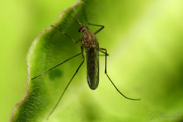 Google's Debug Project Seeks Federal Approval for Massive Mosquito Release