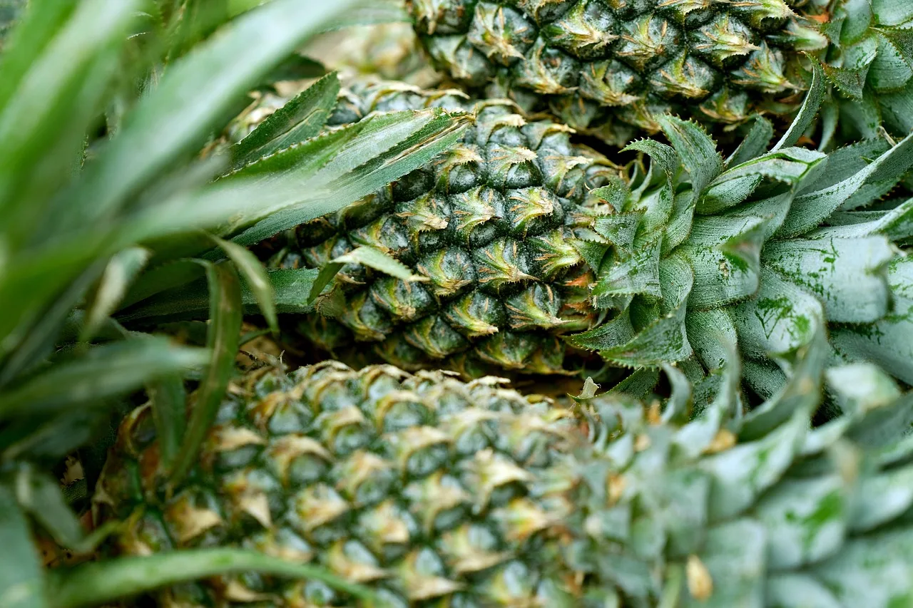 India Expands Horticultural Footprint with First MD 2 Pineapple Export to UAE