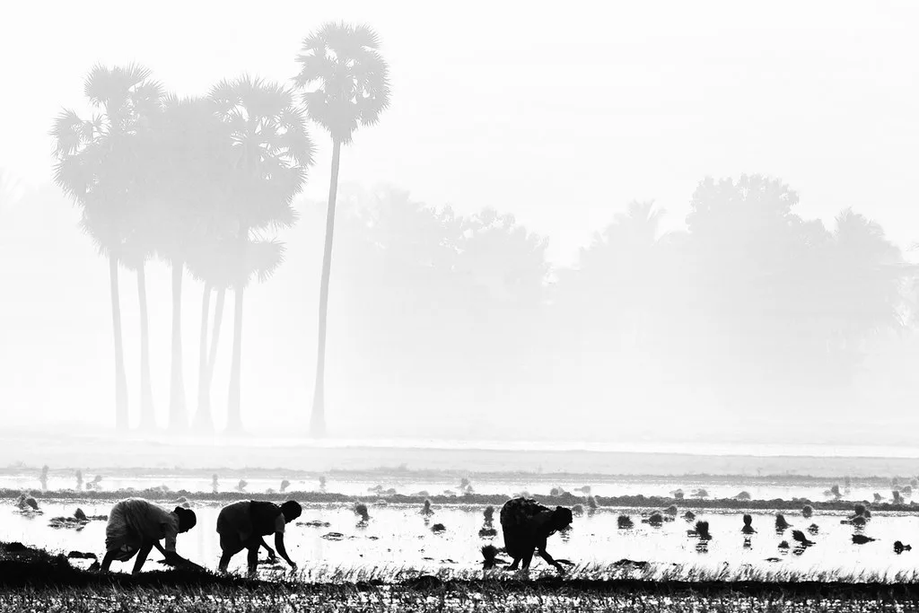 India's Horticulture Sector Hits Record 378 Million Tonne Production in 2025-26