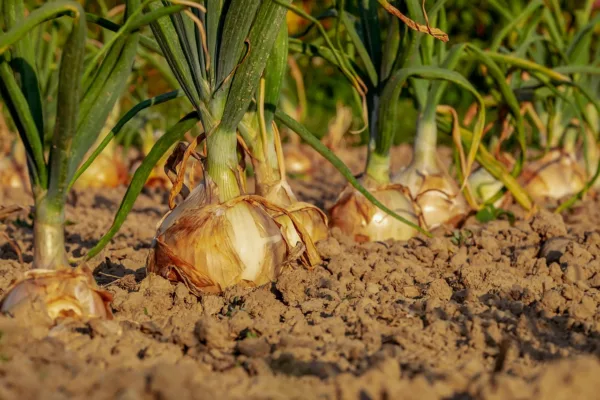 India's Monsoon Outlook: Why Investors Are Shifting Focus Toward Rural Resilience