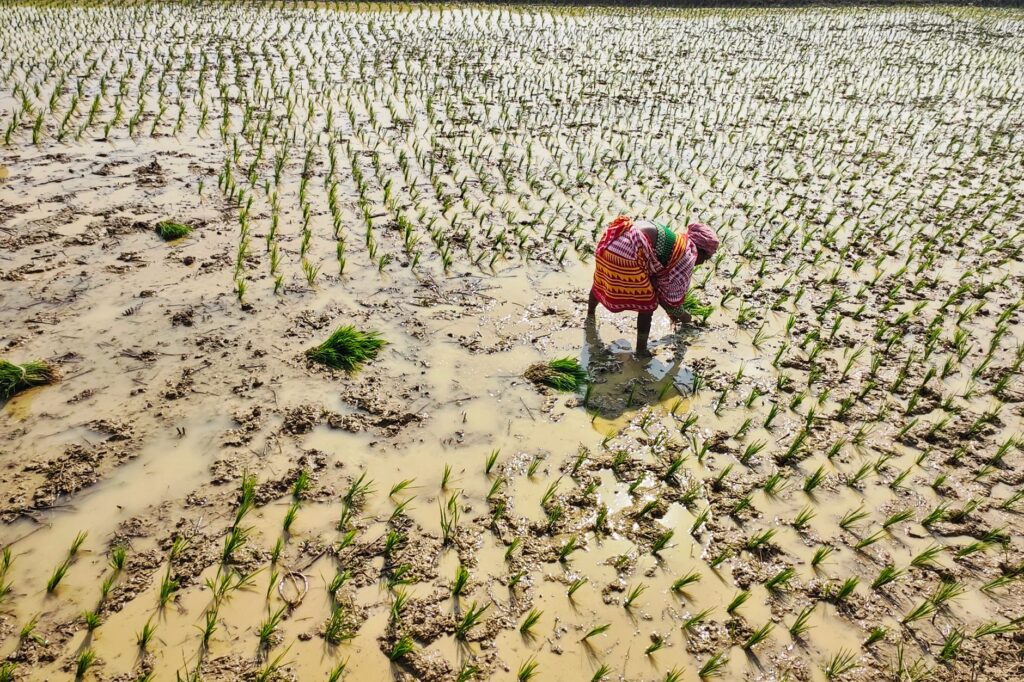 Rice Prices Stable Despite Monsoon Concerns as Inflation Risks Shift to Edible Oils