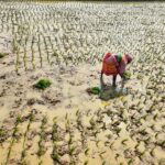 Rice Prices Stable Despite Monsoon Concerns as Inflation Risks Shift to Edible Oils