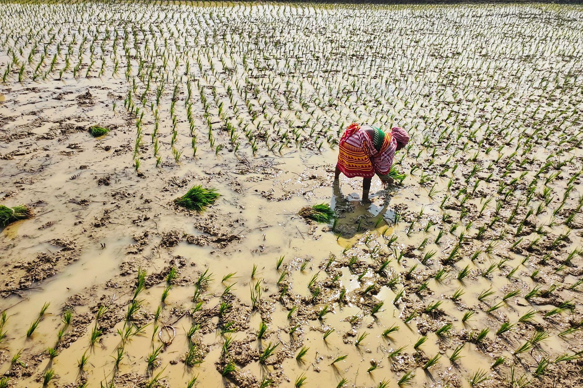 Rice Prices Stable Despite Monsoon Concerns as Inflation Risks Shift to Edible Oils