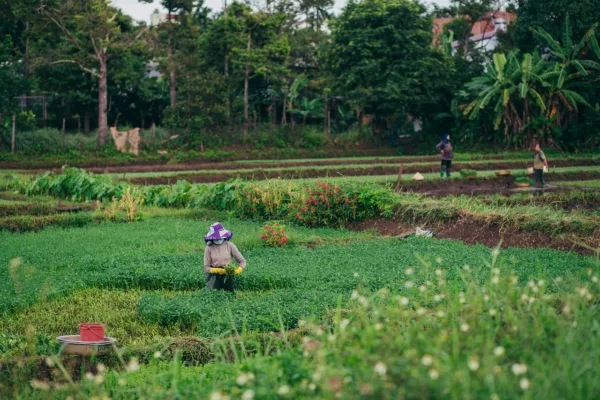 Rural Economic Strains Drive India's Unemployment Rate Higher in May