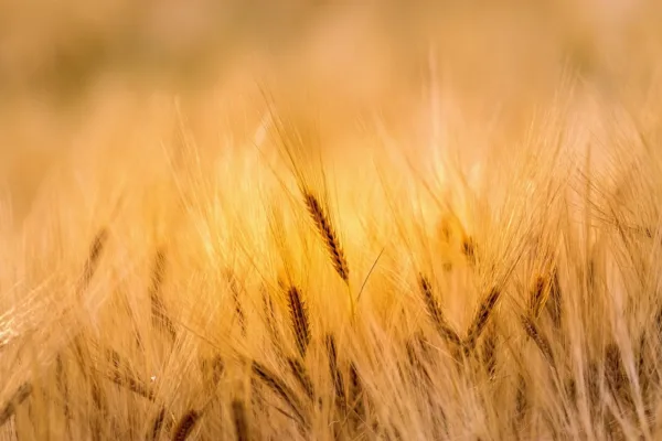 Rural Growth Faces Headwinds as Urban Consumption Stays Resilient in FY27