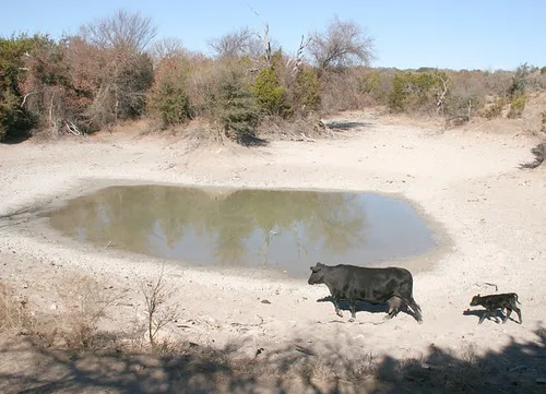 Texas Cattle Industry Faces Dual Crisis of Drought and Potential Parasite Infestation