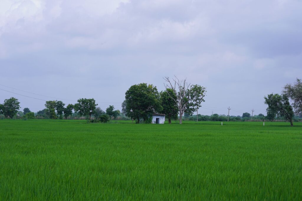 The Grey Swan of Monsoon: Assessing India's Economic Vulnerability