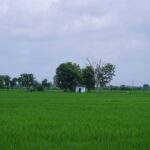 The Grey Swan of Monsoon: Assessing India's Economic Vulnerability
