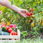 The Price of Produce: Understanding the Global Surge in Tomato Costs
