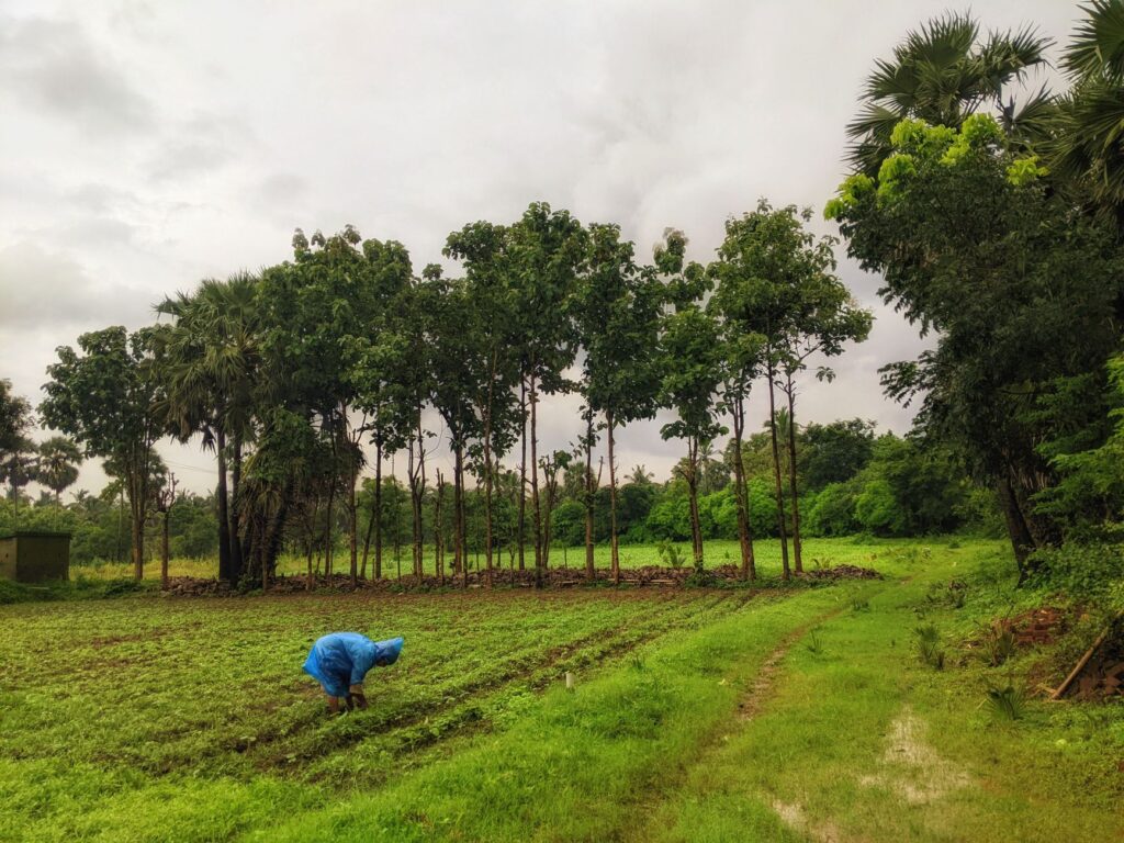 Urad Dal Prices Poised to Climb Amid Persistent Monsoon Uncertainty