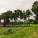 Urad Dal Prices Poised to Climb Amid Persistent Monsoon Uncertainty