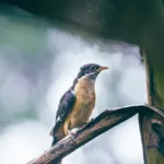 Western Disturbances Offset Monsoon Deficit in North-West India