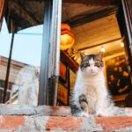 PetSmart to Close Sole San Francisco Location as Digital Shopping Reshapes Pet Retail