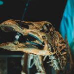 T. Rex Fossil Smashes Records with Historic $50 Million Auction Sale