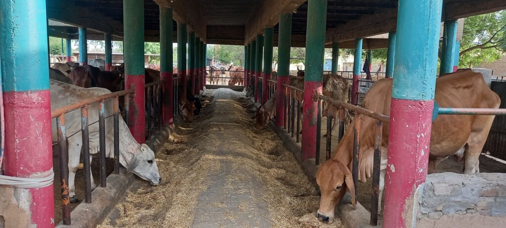 UP's Mini Nandini Yojana offers up to ₹11.8 lakh subsidy to set up a dairy unit