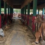 UP's Mini Nandini Yojana offers up to ₹11.8 lakh subsidy to set up a dairy unit