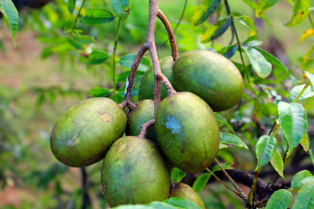 Detailed image of green unripe ambarella fruits hanging on tree with lush leaves.